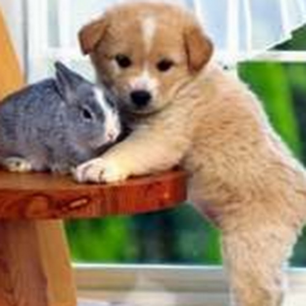 Meet your Posher, Blake